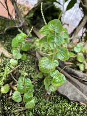 Peperomia pellucida