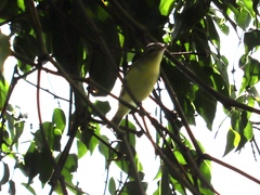 Vireo philadelphicus