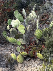Opuntia littoralis