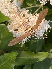 Horama panthalon texana