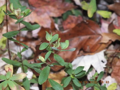 Hypericum hypericoides