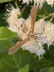 Horama panthalon texana