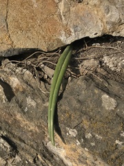 Clinanthus coccineus