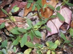 Hypericum hypericoides