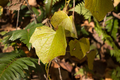 Menispermum canadense