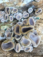 Auricularia cornea