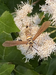 Horama panthalon texana