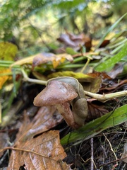 Meottomyces dissimulans