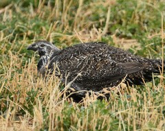 Centrocercus urophasianus