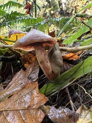 Meottomyces dissimulans