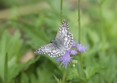 Burnsius oileus