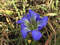 Gentiana autumnalis