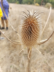Dipsacus sativus