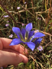 Gentiana autumnalis