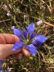 Gentiana autumnalis