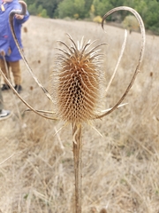 Dipsacus sativus