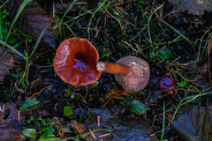 Lactarius subviscidus