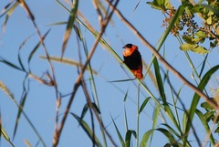 Euplectes franciscanus