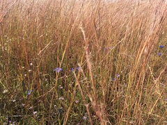 Gentiana autumnalis
