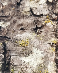 Caloplaca cerina