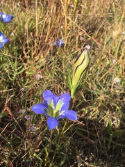 Gentiana autumnalis