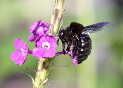 Xylocopa strandi