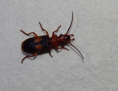 Macrocheilus
