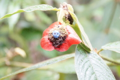Palicourea tomentosa