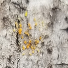 Caloplaca cerina