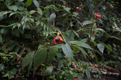 Palicourea tomentosa