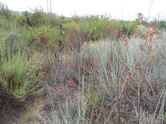 Delphinium cardinale