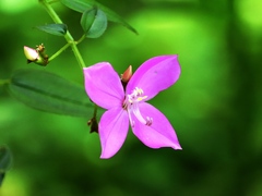 Arthrostemma ciliatum