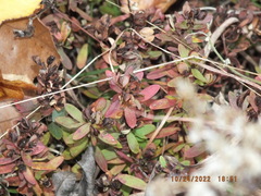 Hypericum hypericoides