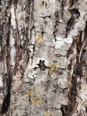 Caloplaca cerina
