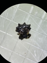 Thelacantha brevispina