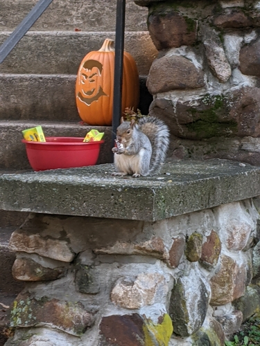 Eastern Gray Squirrel photographed in Connecticut