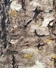 Caloplaca cerina