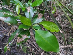 Croton verreauxii