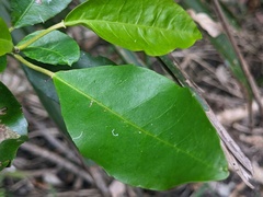 Croton verreauxii