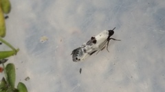 Trachypepla hieropis