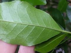 Croton verreauxii