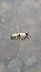 Trachypepla hieropis