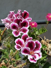 Pelargonium