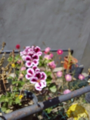 Pelargonium