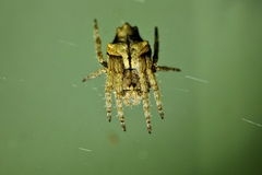 Eriophora