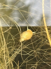 Amphissa versicolor