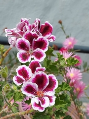 Pelargonium
