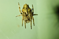 Eriophora
