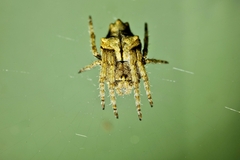 Eriophora