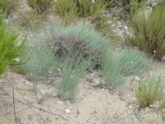 Stephanomeria pauciflora